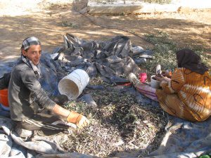 bedouin-picking-olives-annoor-sanatorium